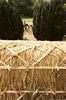 gal/Ridge Detail/_thb_mini-Thatching Pic (6).jpg